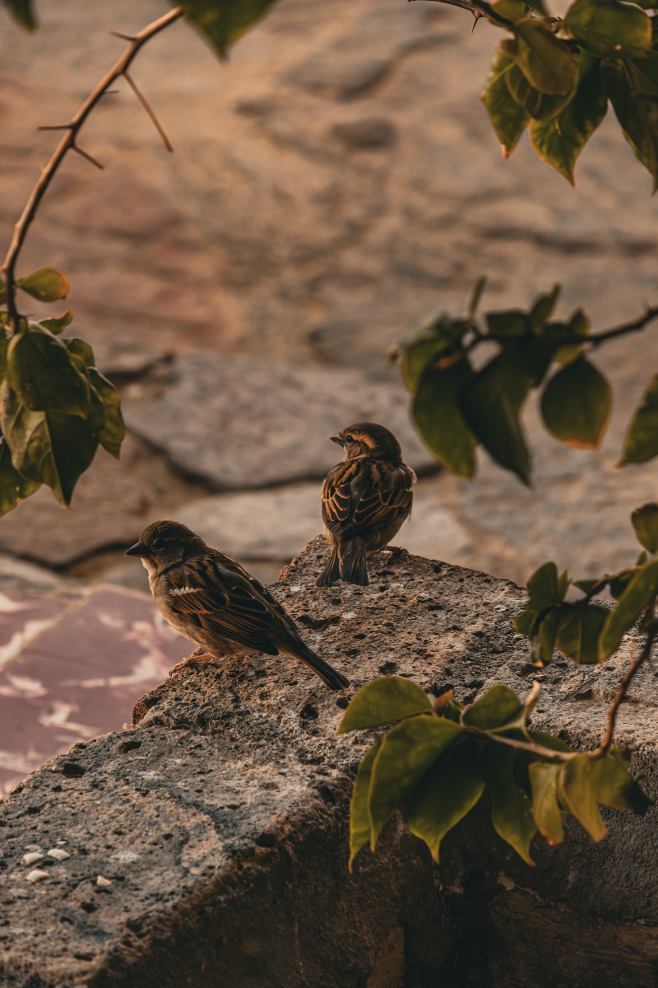Sparrows