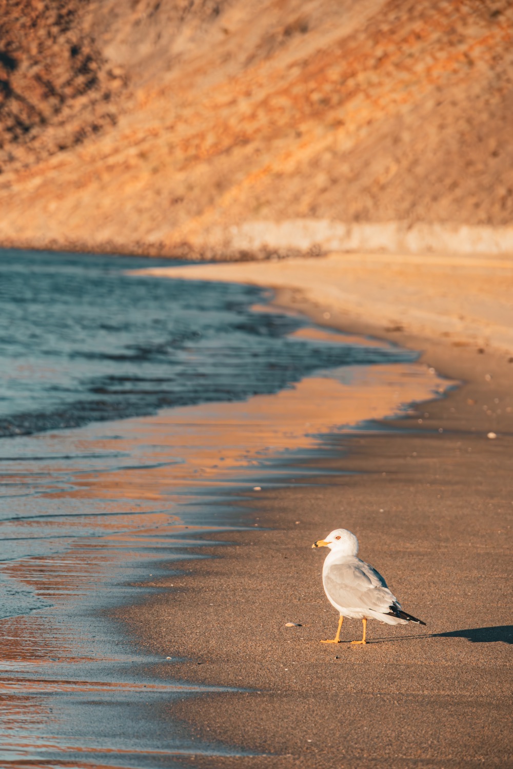 Seagull
